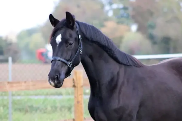 202610_ehorses_magazin_pferde_der_woche_stute