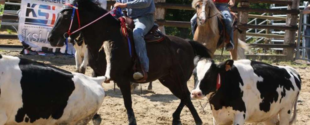 Working Cowhorse