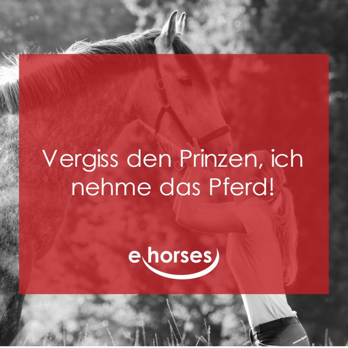 Die schönsten Pferdesprüche und zitate ehorses Magazin
