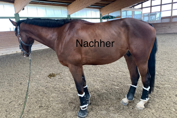 Pferd Seitenbild nachher Vergleich mit derbymed