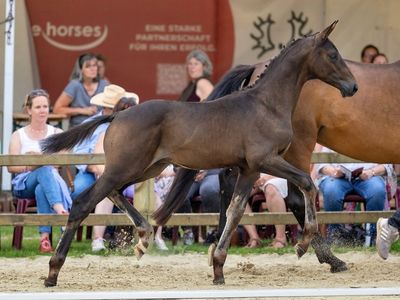 Trakehner Bundesturnier