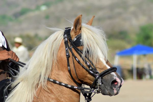 Paso Peruano mit Trense