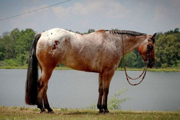 Pony of the Americas steht vor einem See