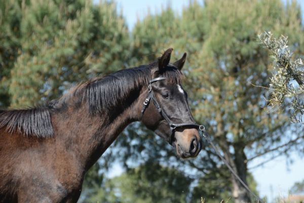 Portugiesisches Sportpferd