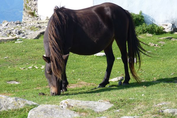 Pottok Pony grast