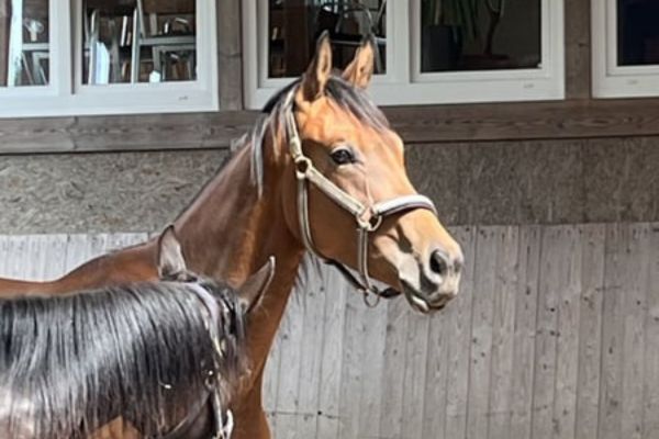 Galiceno Pony