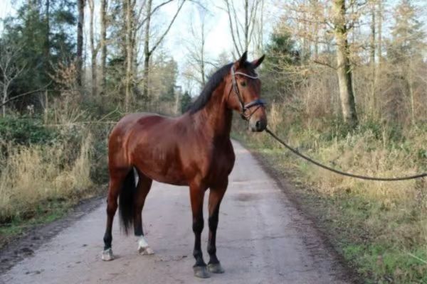 Gelderländer steht auf Waldweg