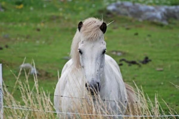 Gotland-Pony steht auf Wiese