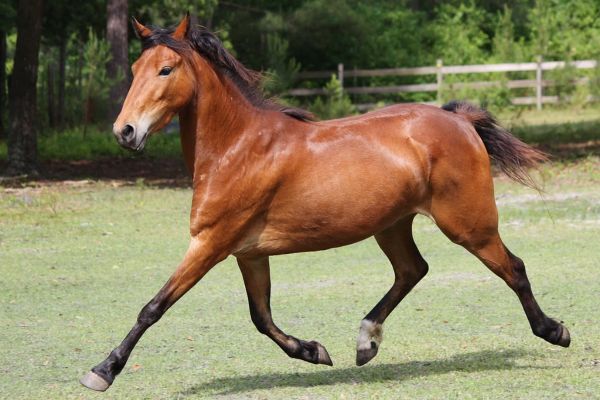 Hackney Pony