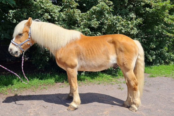 Haflinger im Seitenbild vor Bäumen