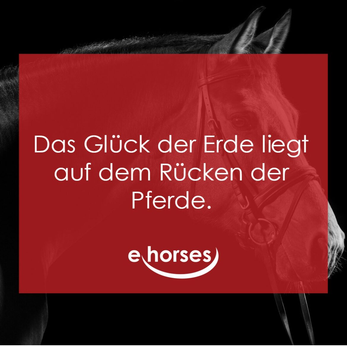 Die schönsten Pferdesprüche und zitate ehorses Magazin