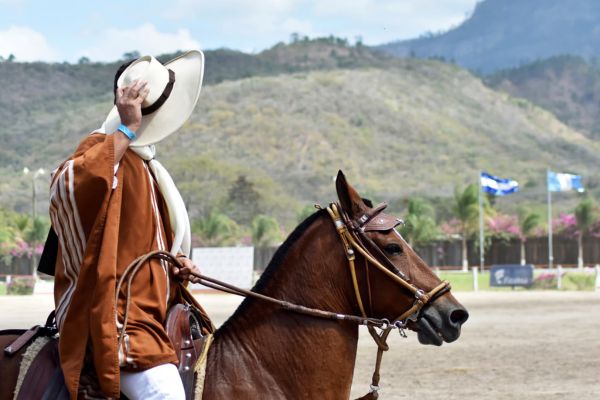 Paso Peruano mit Reiter