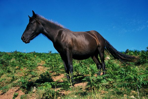 Pottok Pony steht auf Wiese