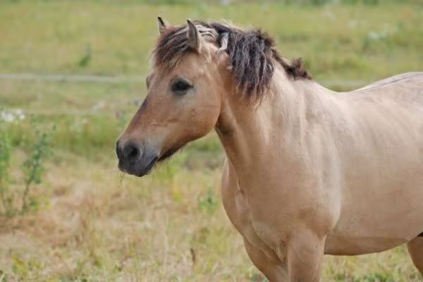 Gotland-Pony steht auf Wiese