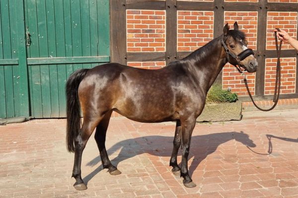 Hackney Pony