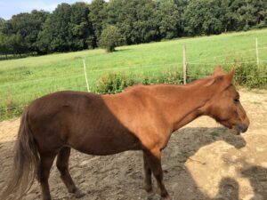 Shetland Pony im Sommerfell