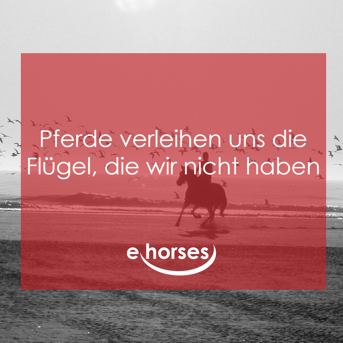 Die Sch nsten Pferdespr che Und zitate Ehorses Magazin die-sch-nsten-pferdespr-che-und-zitate-ehorses-magazin