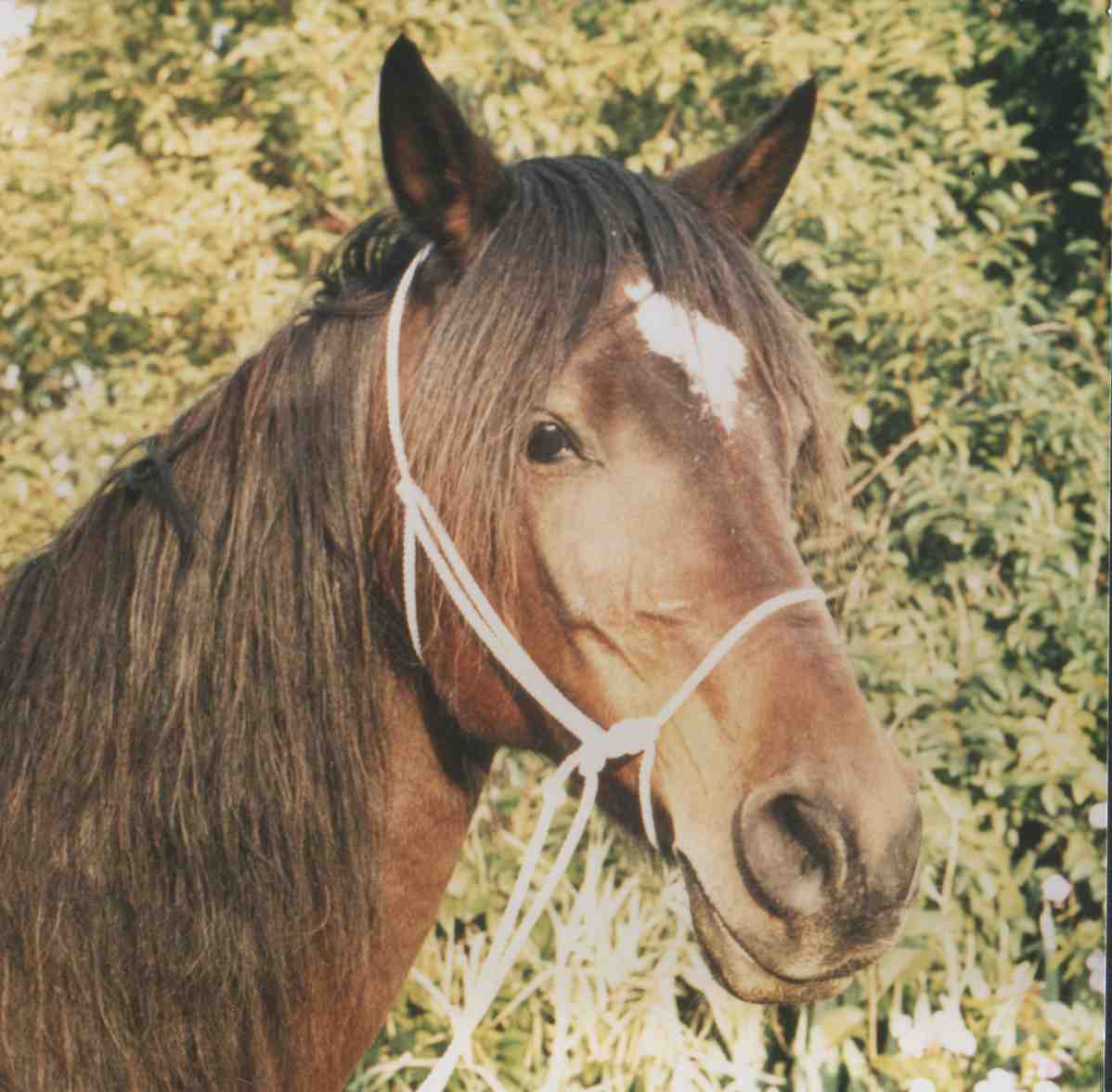 5 Dinge, die Du bei gebisslosem Reiten beachten solltest