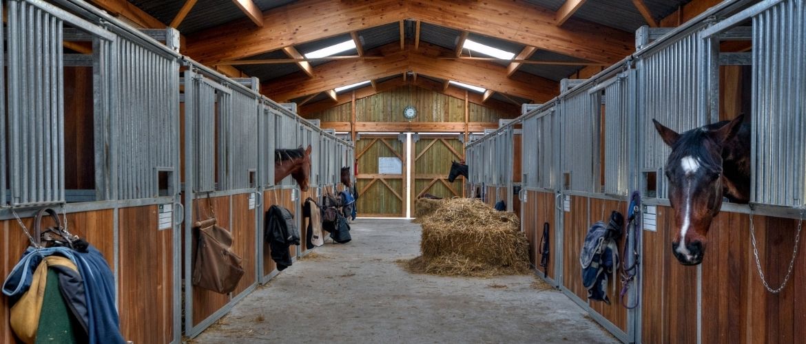 Abfohlbox: Pferde im Stall