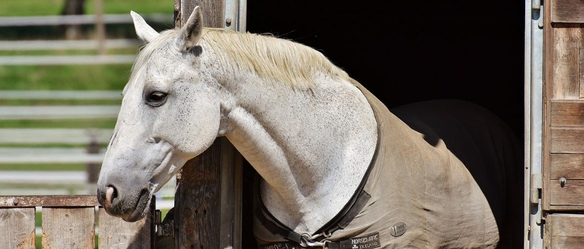 Magengeschwüre: Pferd schaut aus einer Box.