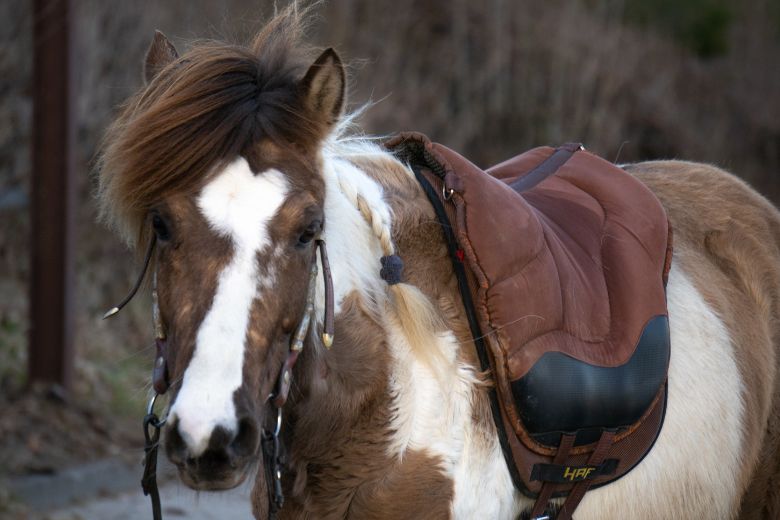 Braun weißes Pony mit Sattelpad.