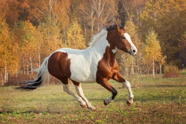 American Indian Horse galoppiert über Wiese