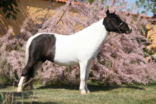 American Miniature Horse