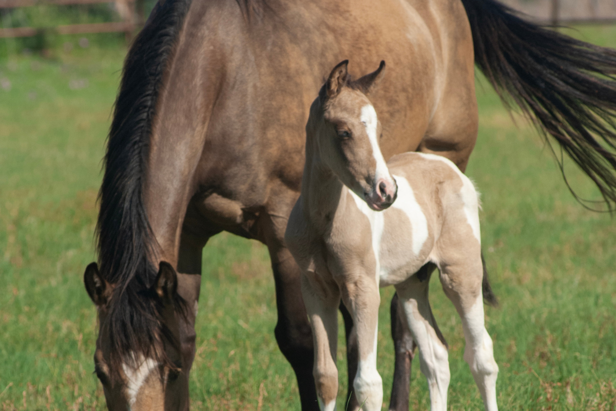 Eine grasende Falb-Stute steht neben ihrem aufrechten Scheck-Fohlen auf einer grünen Pferdekoppel. Es handelt sich um American Paint Horses.