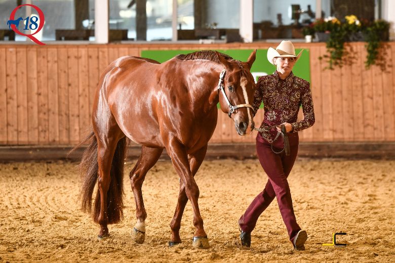 American Quarter Horse kaufen: Pferd wird durch Arena geführt