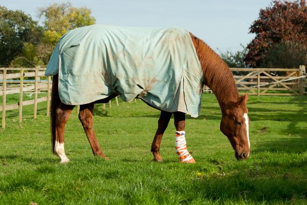 Angussverband beim Pferd: Pferd auf der Weide mit Verband.