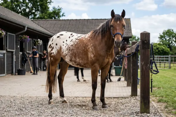 Appaloosa schaut aufmerksam zur Kamera