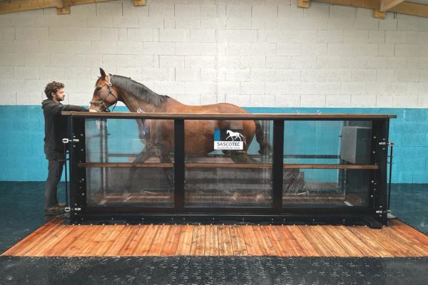 Aquatrainer Pferd: Pferd beim Training