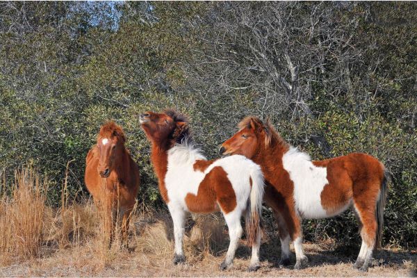 3 kleine Ponys stehen nebeneinander.