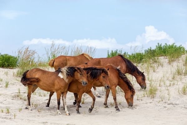 Assateague-Pony Herde auf Düne