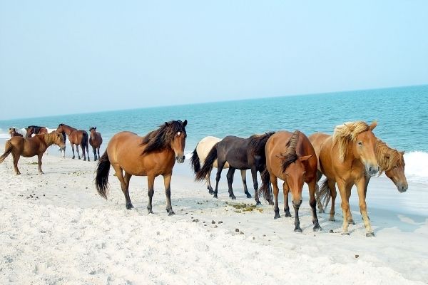 Assateague-Pony Herde am Wasser