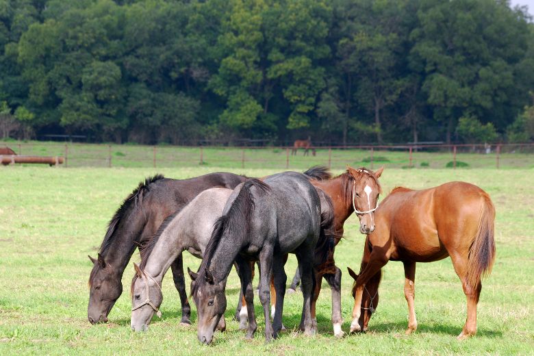 Pferd aus dem Ausland kaufen – darauf musst Du achten!