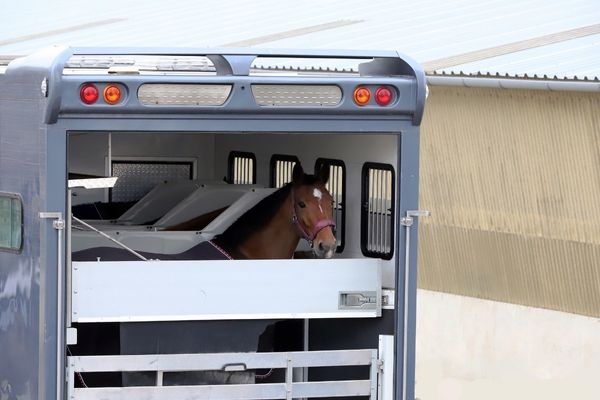 Ausland Pferdekauf: Pferd auf Transporter
