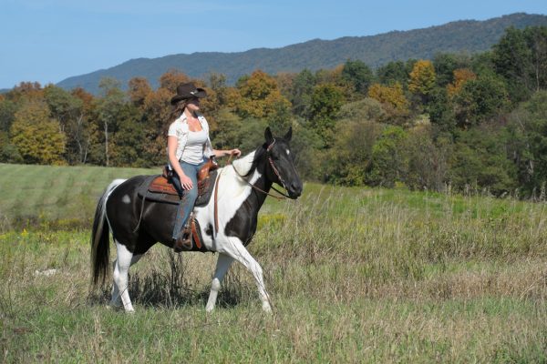 Westernreiten: Die Ausrüstung von Pferd und Reiter