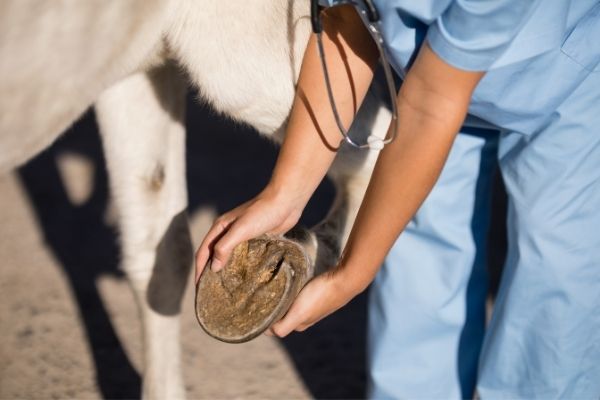 Ballentritt beim Pferd: Tierarzt untersucht einen Huf eines Pferdes.