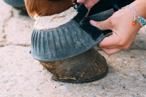 Ballentritt beim Pferd: Bei einem Pferdehuf werden Hufglocken angelegt.