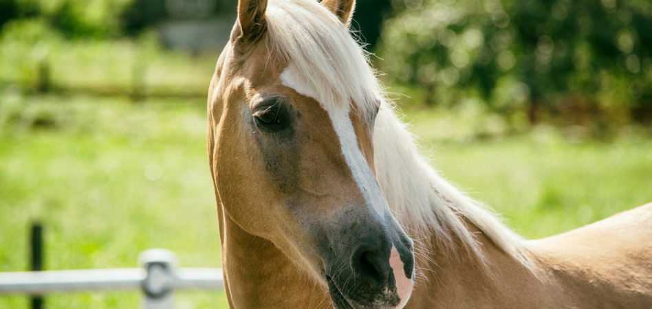 Haflinger schaut nach rechts.