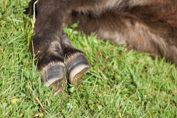 Bockhuf beim Pferd Was ist das? Alles rund ums Pferd