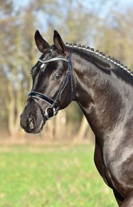 Hengstkatalog Hof Sosath 2025