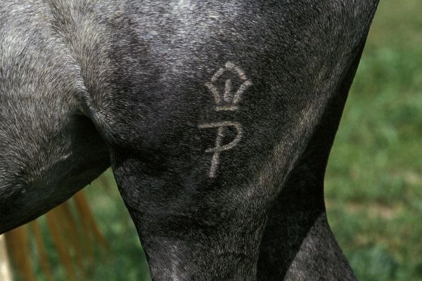 Graues Pferd bei dem ein Brandzeichen zu sehen ist.