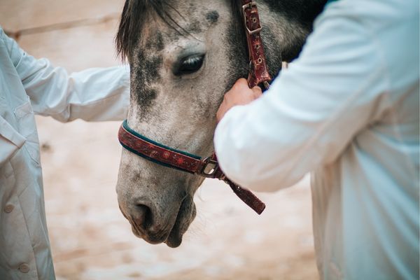 Bronchitis Pferd: Pferd wird von zwei Tierärzten untersucht