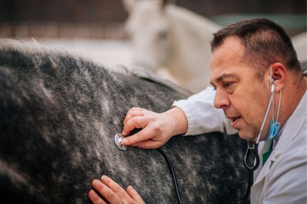 Bronchitis Pferd - Tierarzt untersucht ein Pferd