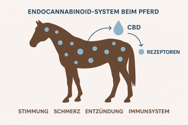 CBD für das Pferd: Endocannabinoid-System Infografik