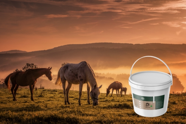 CBD für das Pferd Hanf Pur von Chillax