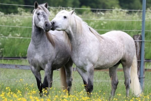 Camargue Pferde auf Weide