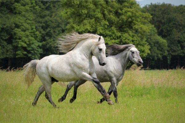 Camargue Pferde im Galopp